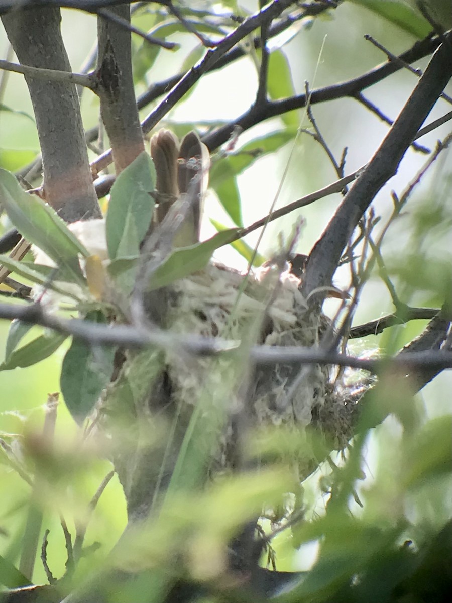 Willow Flycatcher - ML620485562