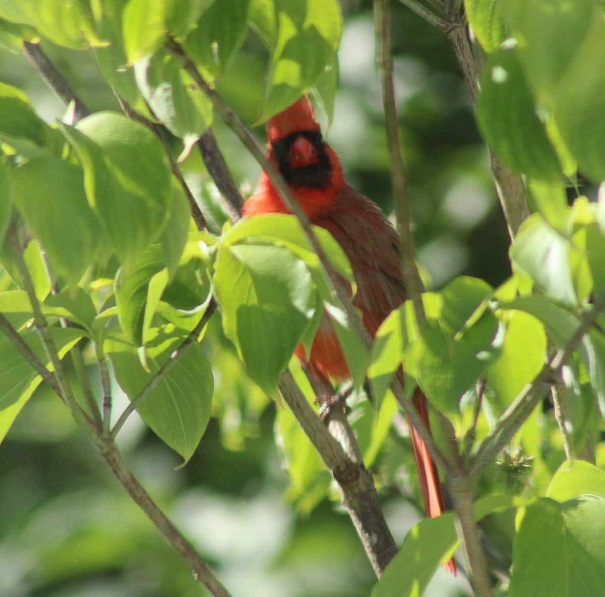 Cardinal rouge - ML620485564