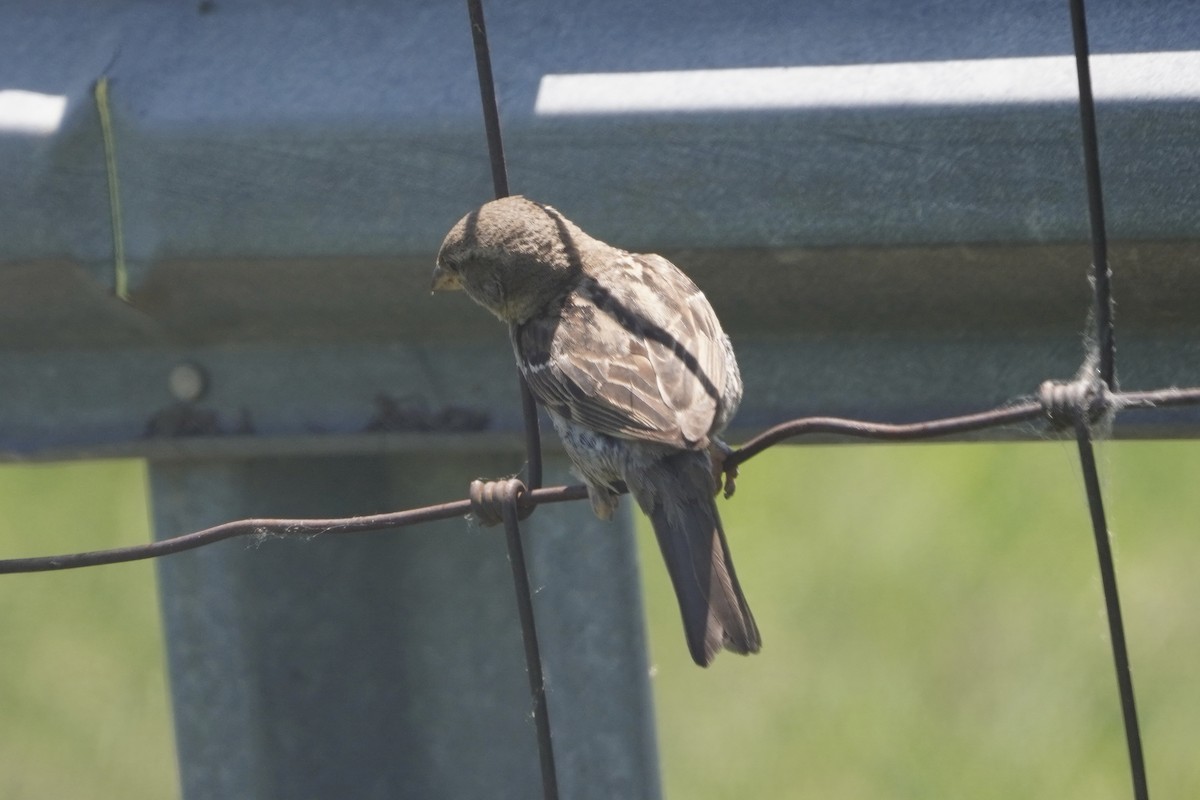 House Sparrow - ML620485567