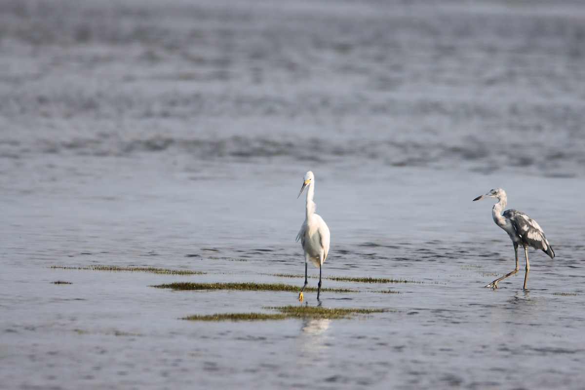 Little Blue Heron - ML620485571