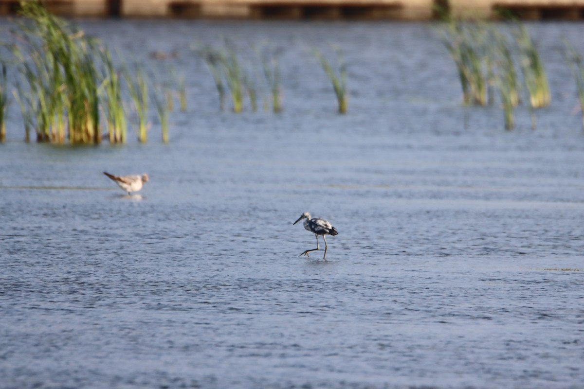 Little Blue Heron - ML620485572