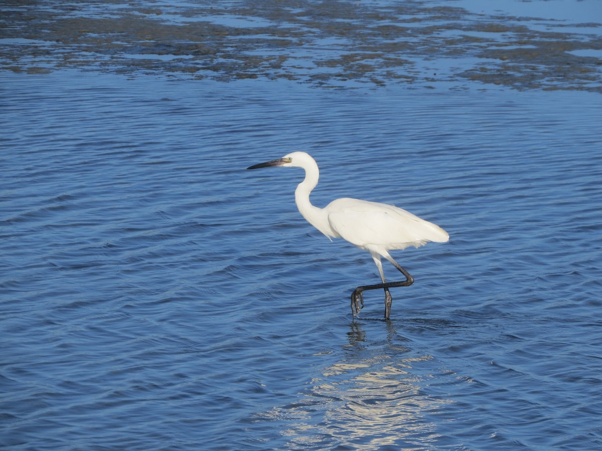 Reddish Egret - Peter Johnson-Staub