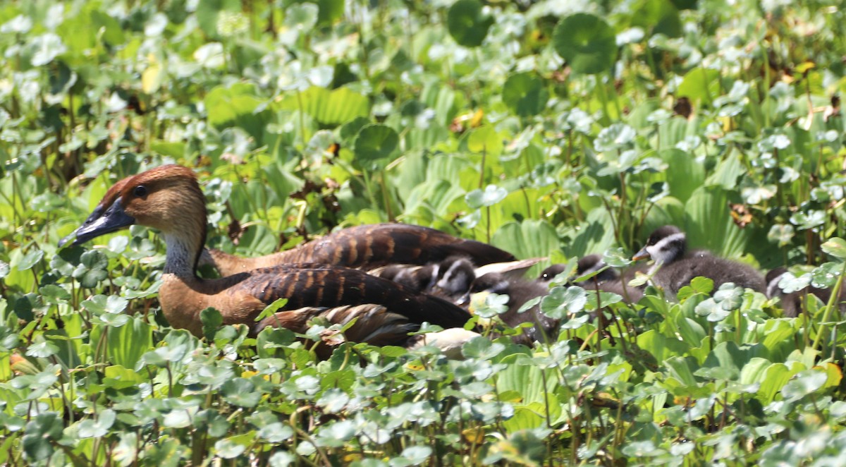 Fulvous Whistling-Duck - ML620485580