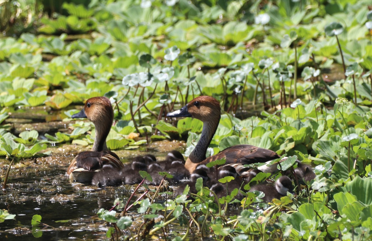 Fulvous Whistling-Duck - ML620485581