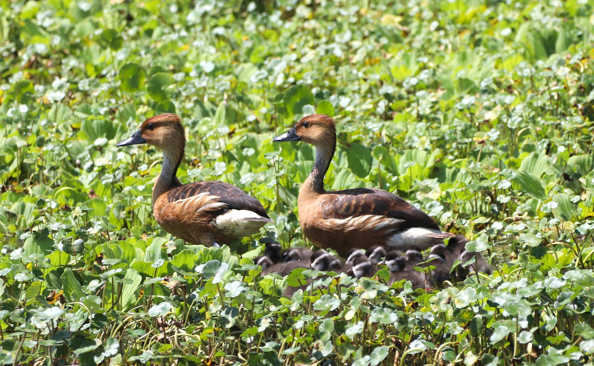 Fulvous Whistling-Duck - ML620485582