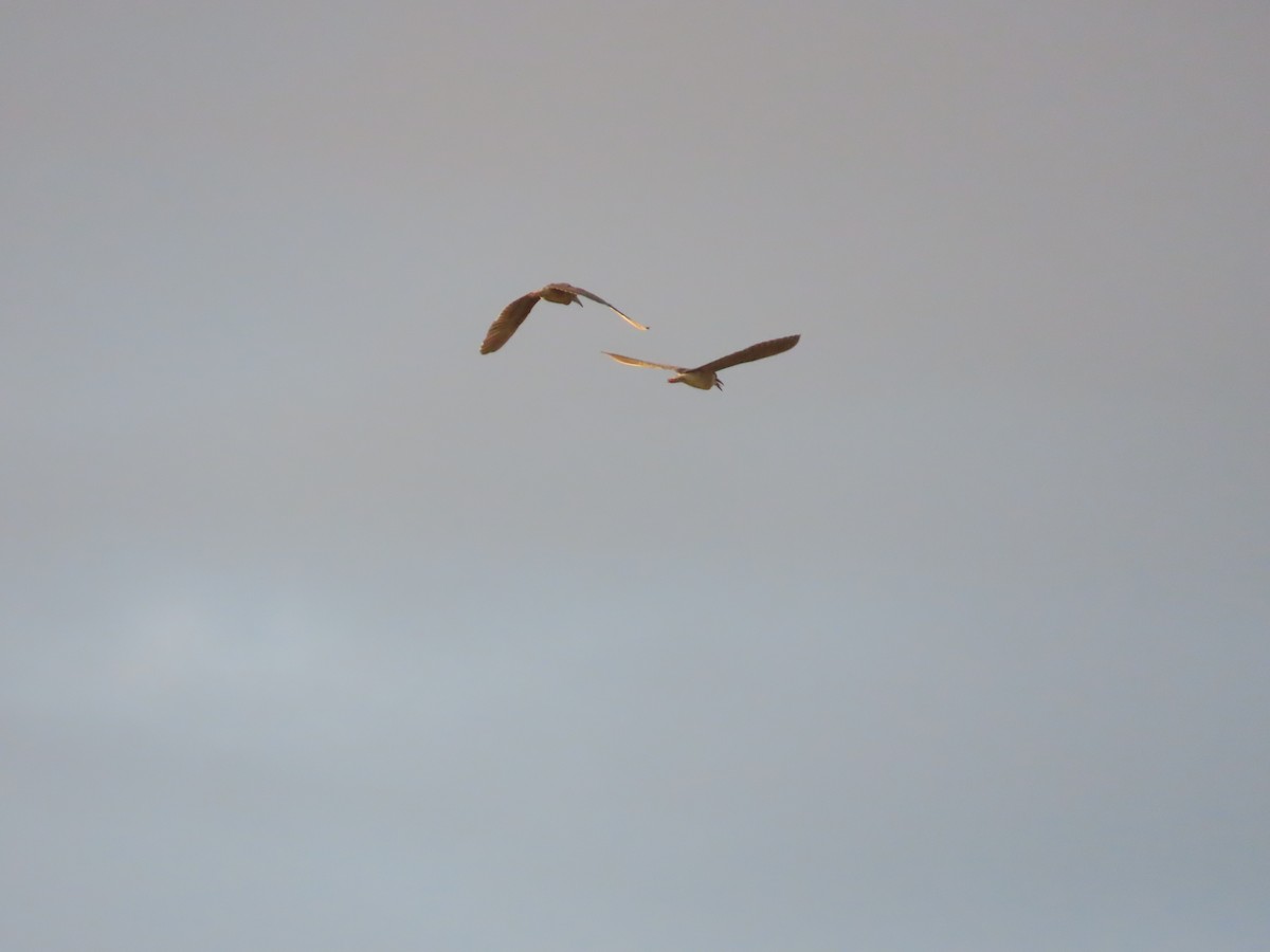 Black-crowned Night Heron - ML620485597