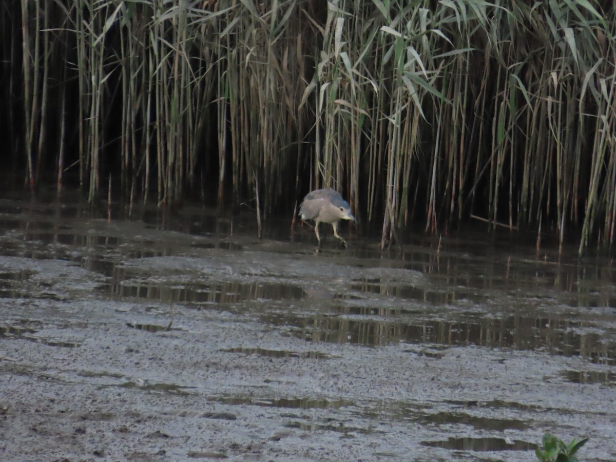 Black-crowned Night Heron - ML620485598