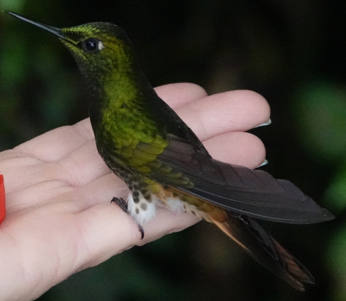 Buff-tailed Coronet - ML620485601