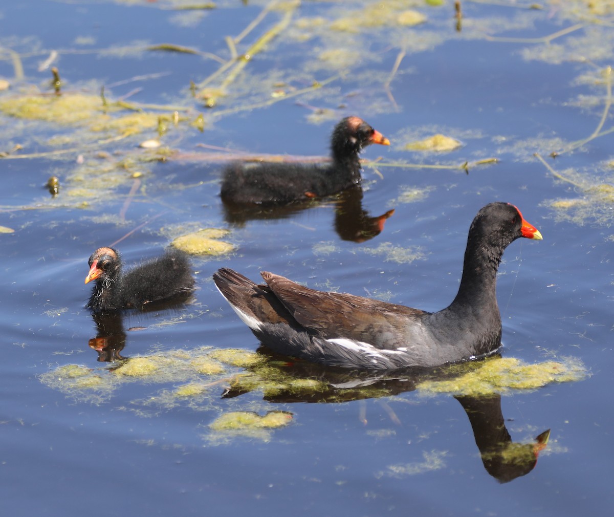 Common Gallinule - ML620485605