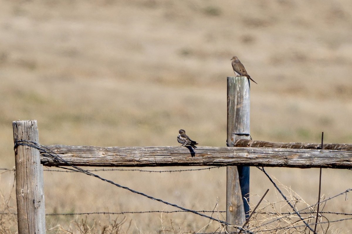 Common Nighthawk - ML620485606