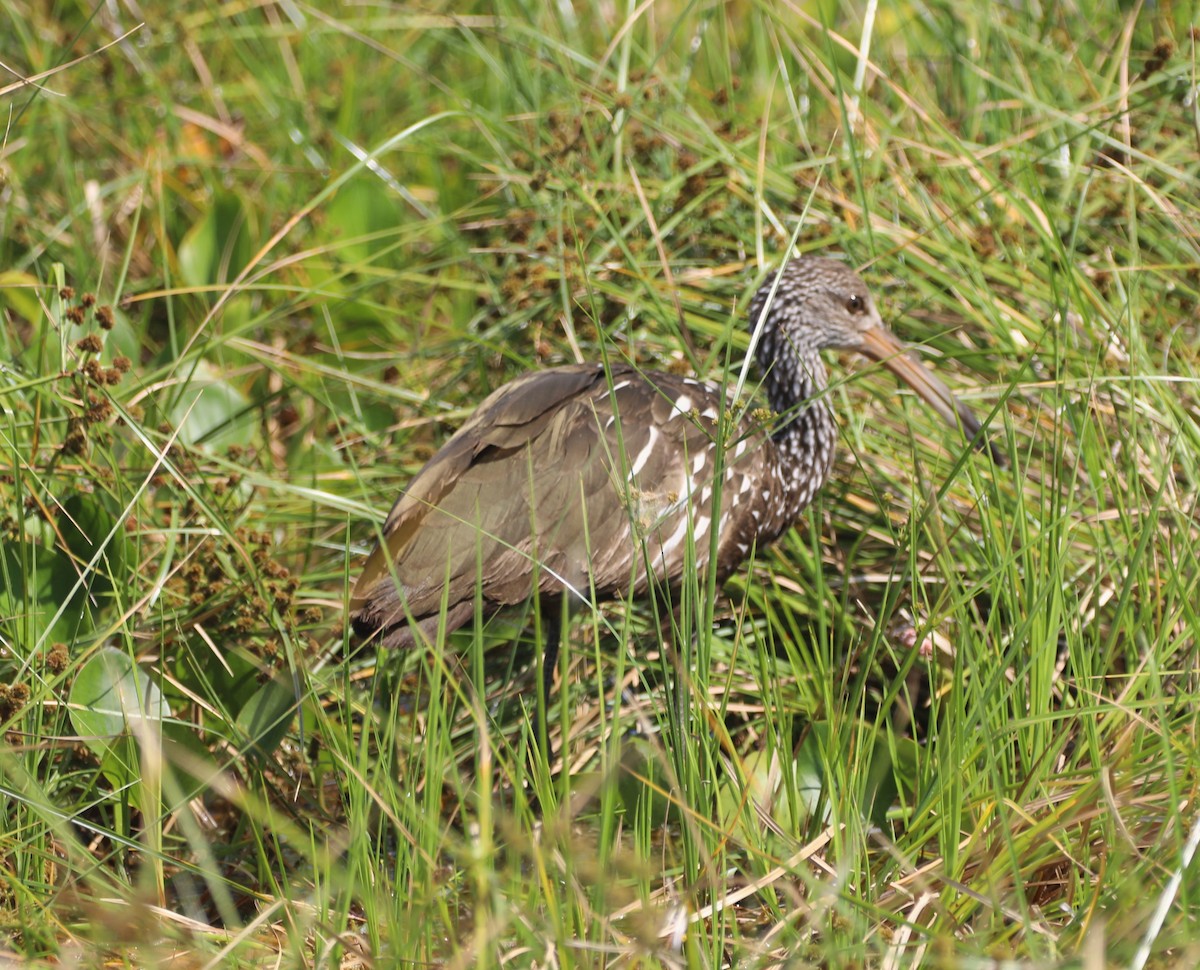 Limpkin - ML620485608