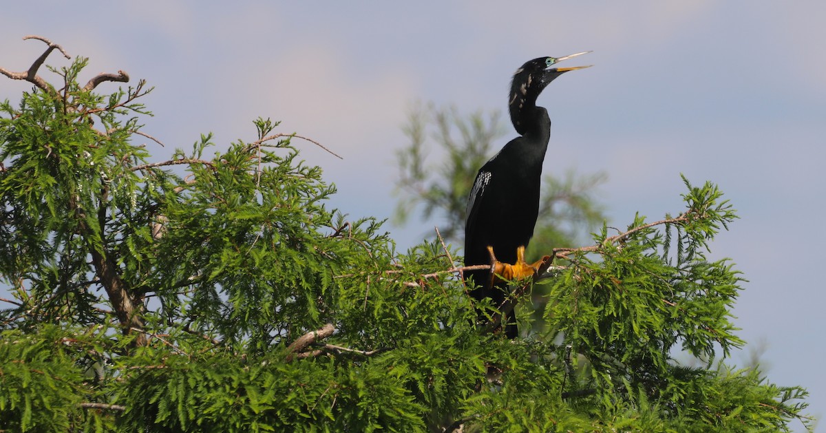 Anhinga d'Amérique - ML620485610