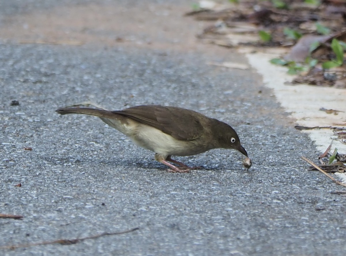 Cream-vented Bulbul - ML620485616