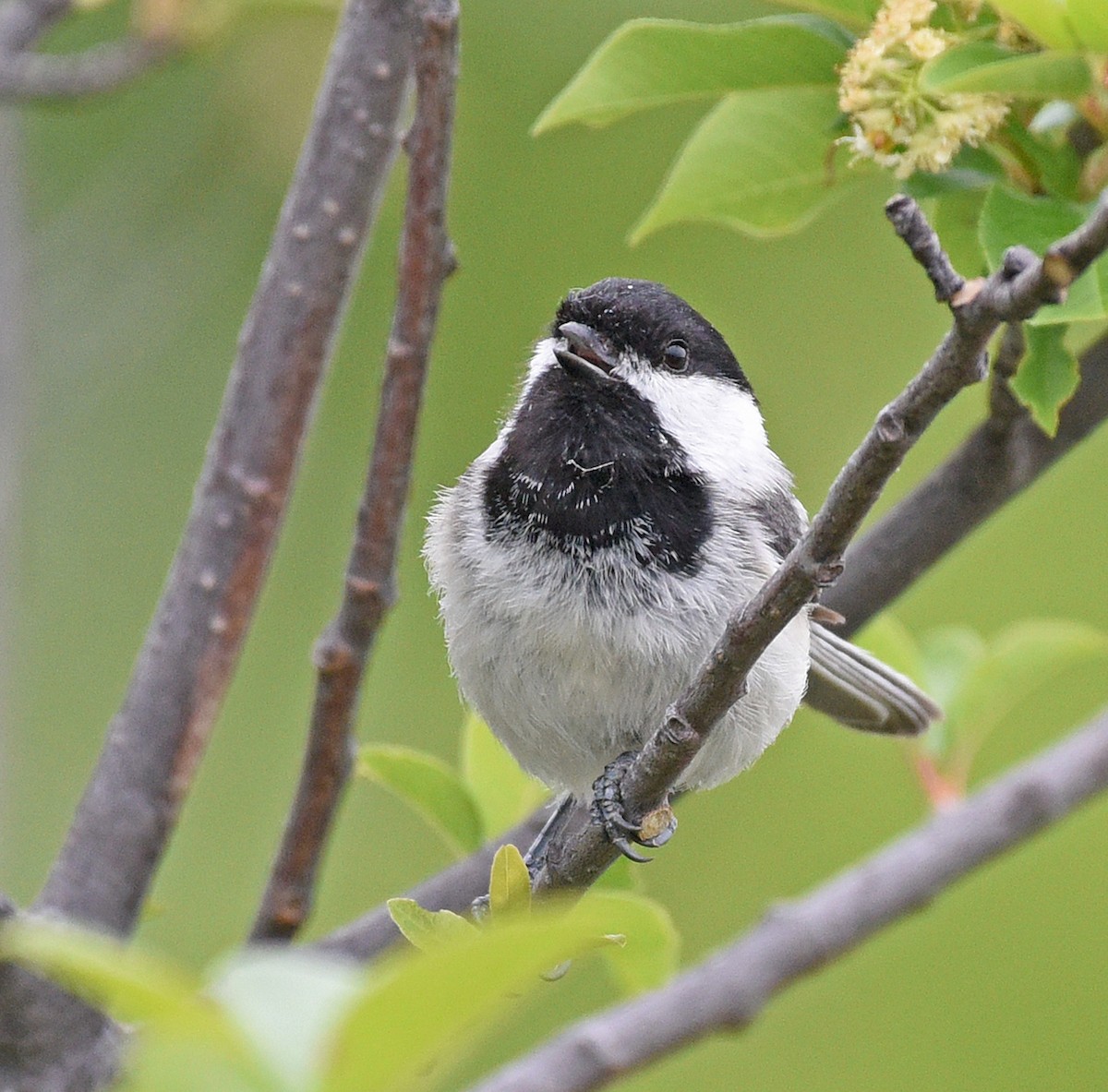 Black-capped Chickadee - ML620485618