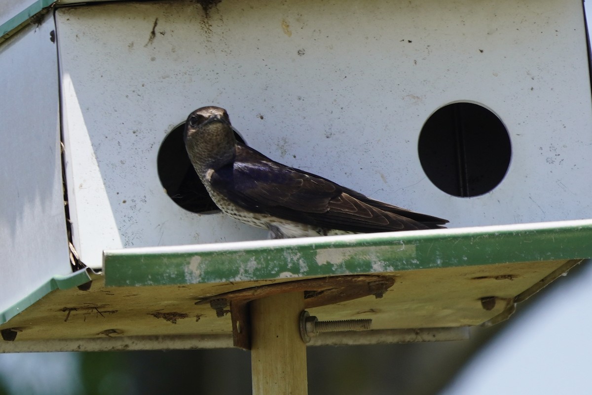 Purple Martin - ML620485623