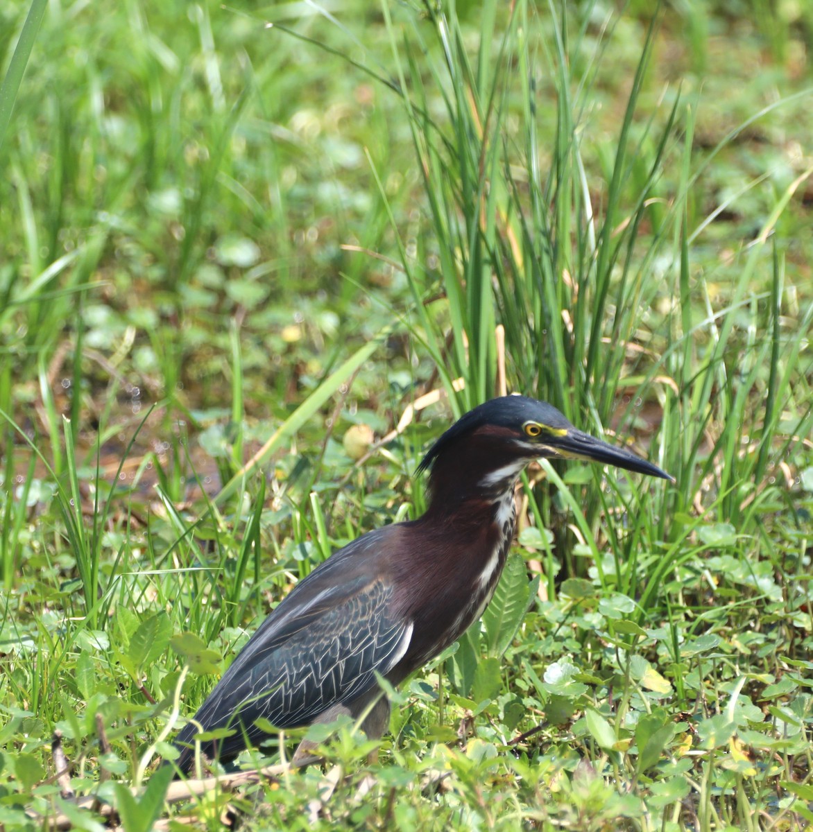 Green Heron - ML620485624