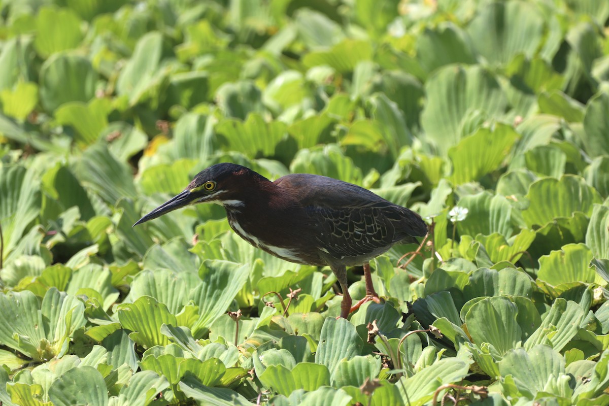 Green Heron - ML620485627