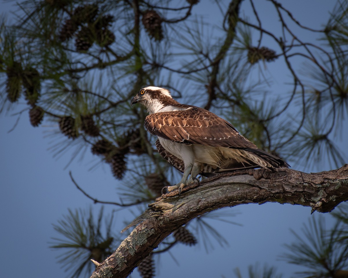 Osprey - ML620485629