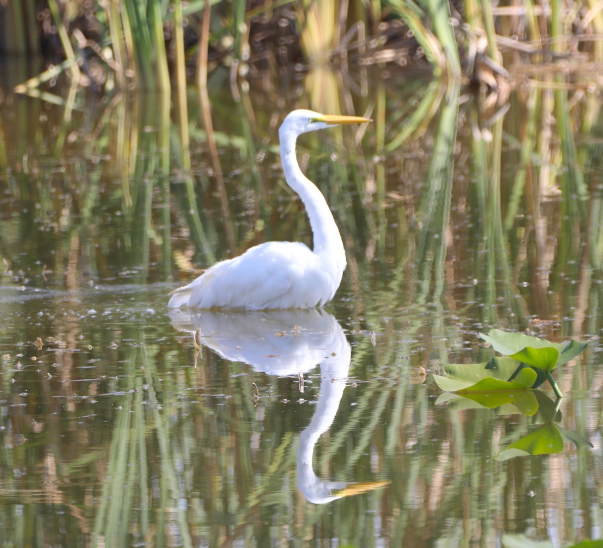 Great Egret - ML620485632