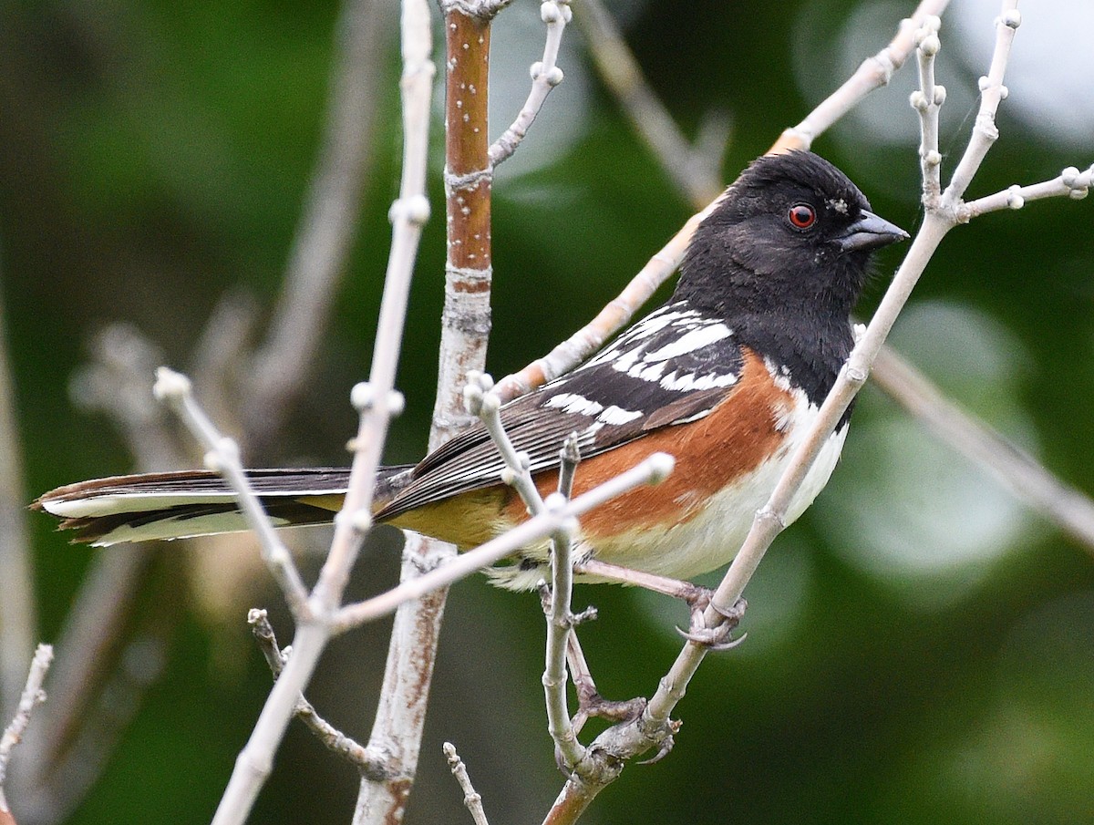 Spotted Towhee (arcticus) - ML620485639