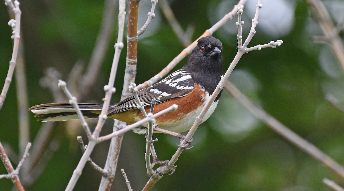 Spotted Towhee (arcticus) - ML620485642