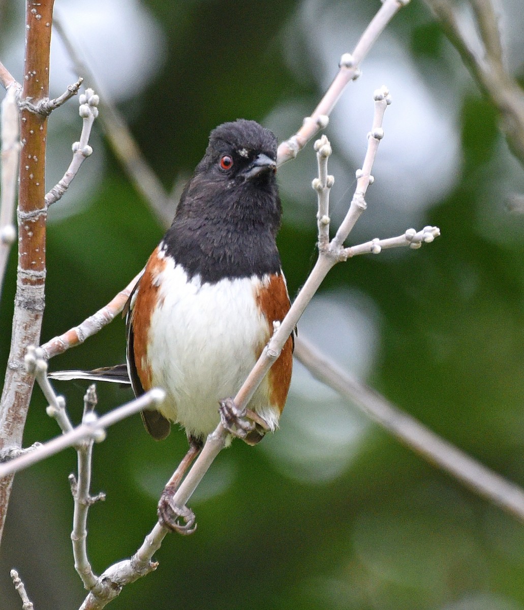 Spotted Towhee (arcticus) - ML620485644