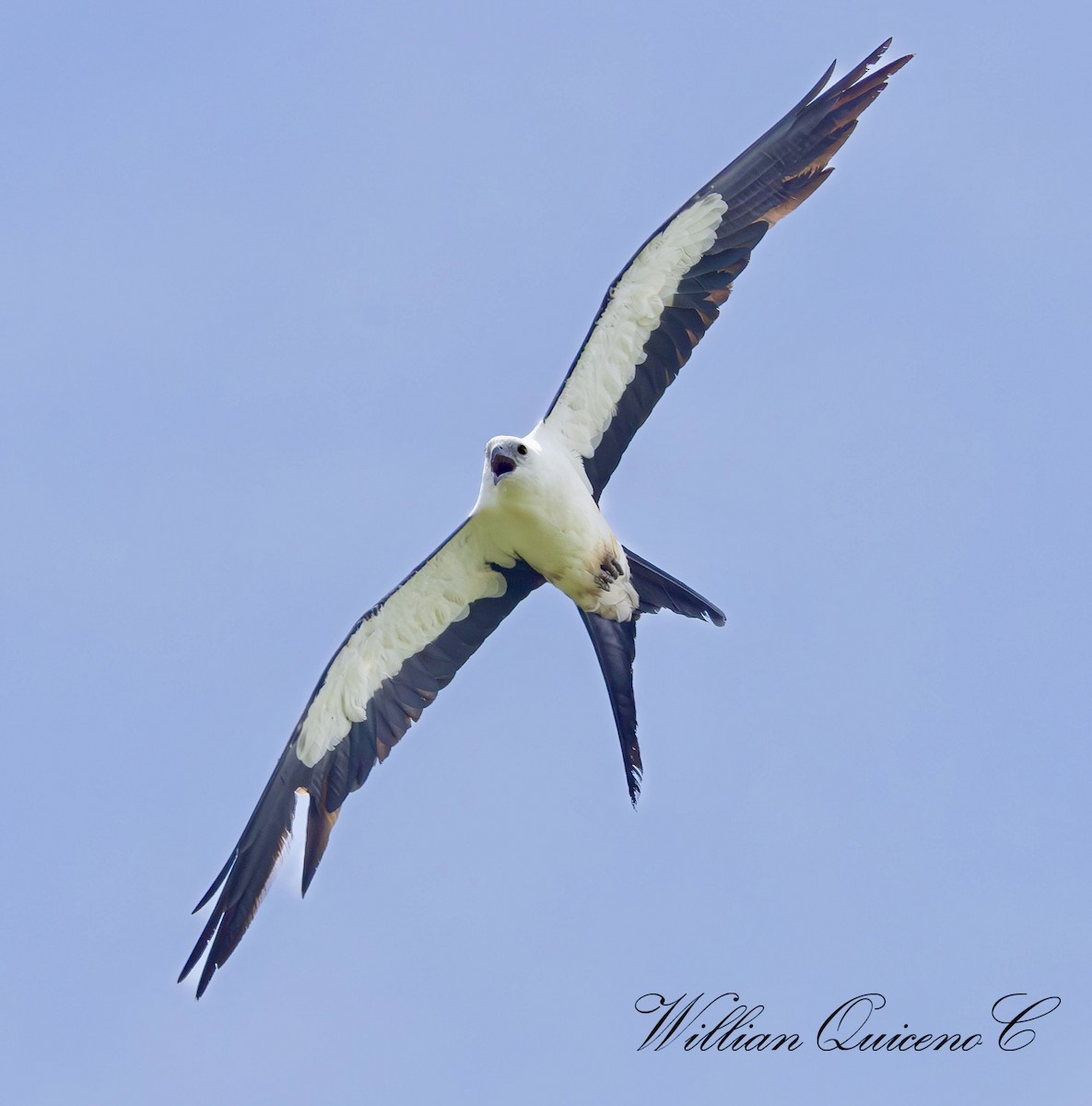 Swallow-tailed Kite - ML620485649