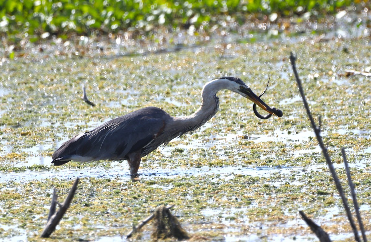 Garza Azulada - ML620485652