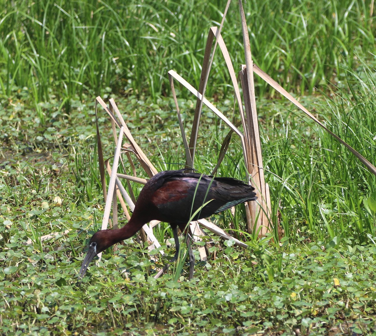 ibis hnědý - ML620485654