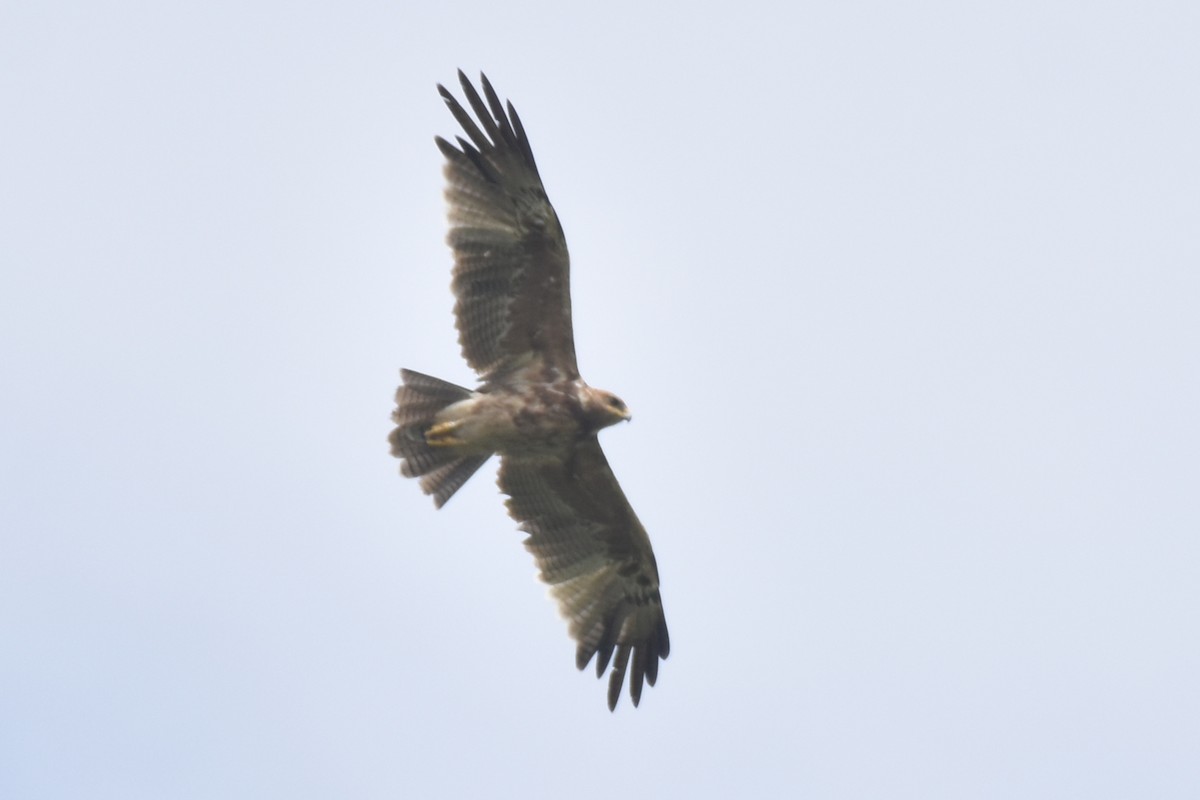 Indian Spotted Eagle - ML620485655