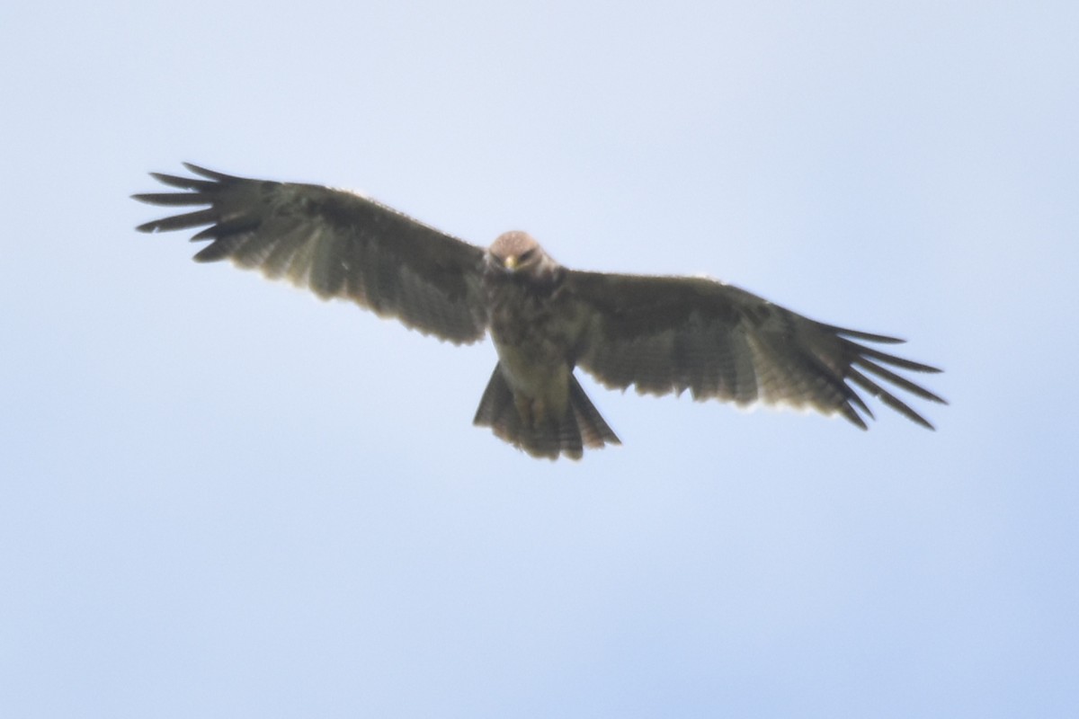 Indian Spotted Eagle - ML620485656