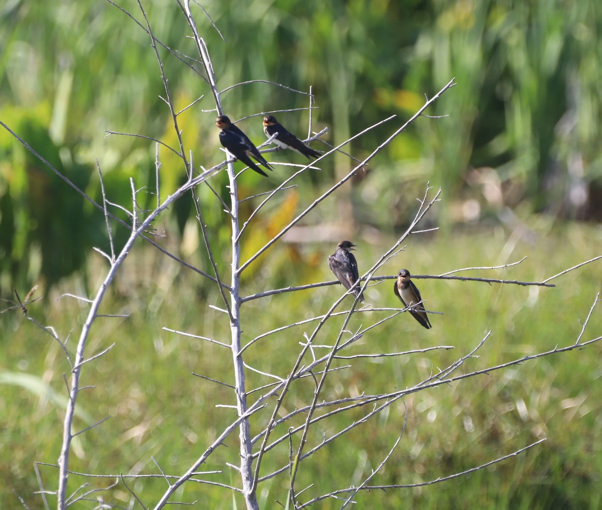 Barn Swallow - ML620485661