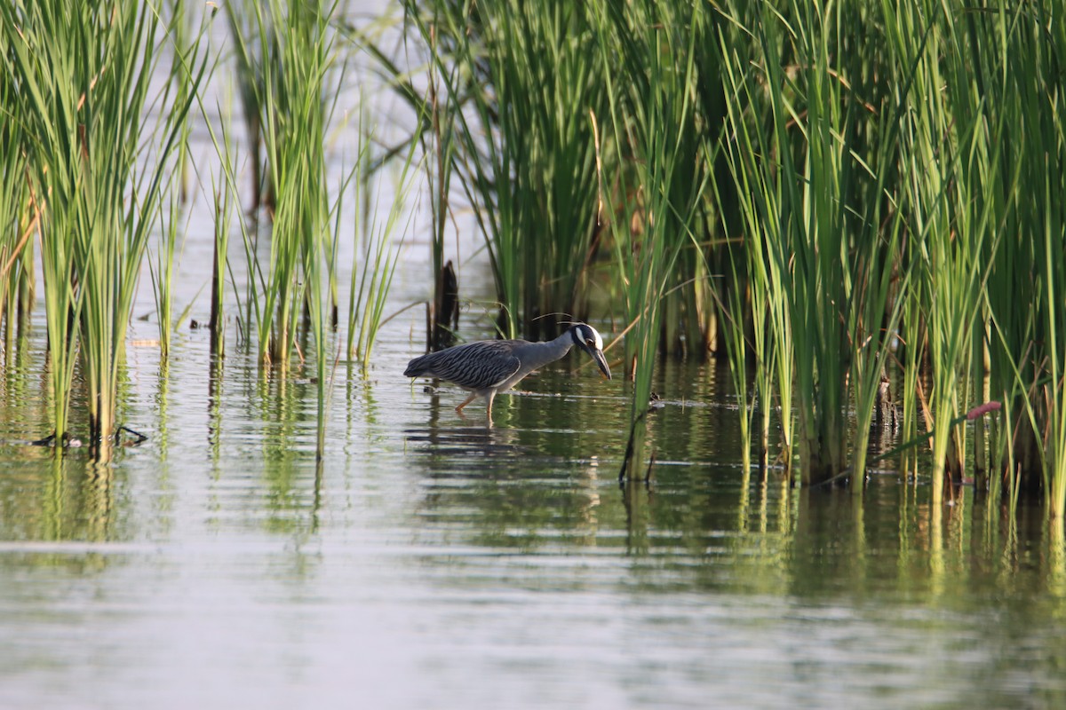 Yellow-crowned Night Heron - ML620485666