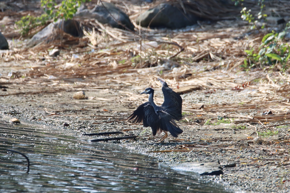 Yellow-crowned Night Heron - ML620485667