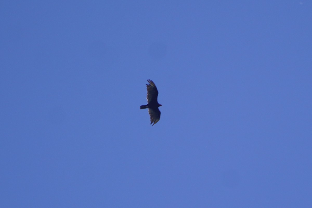 Turkey Vulture - ML620485669