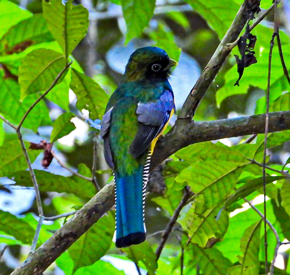 monokkeltrogon - ML620485670