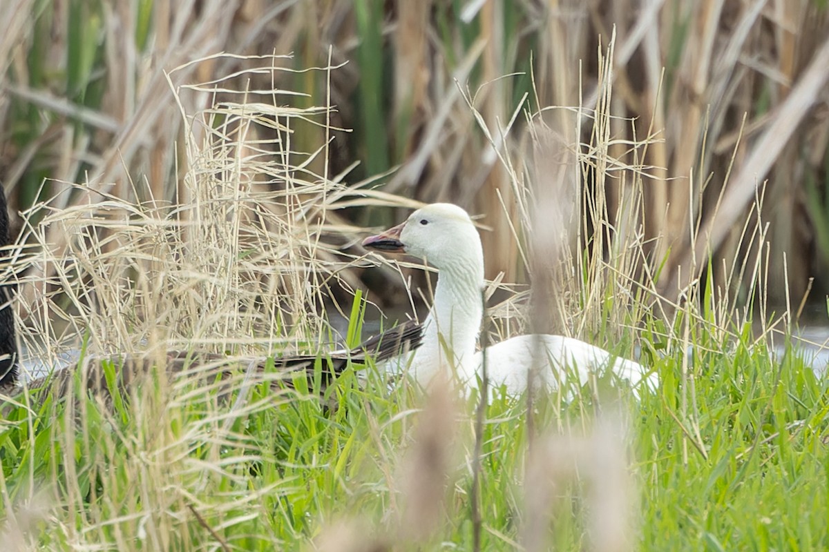 Snow Goose - ML620485671