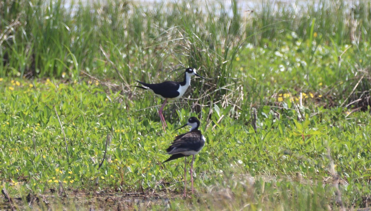 Black-necked Stilt - ML620485675