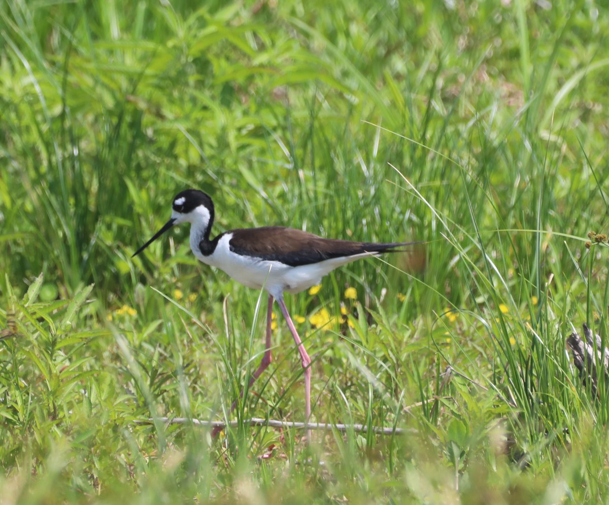 Black-necked Stilt - ML620485676