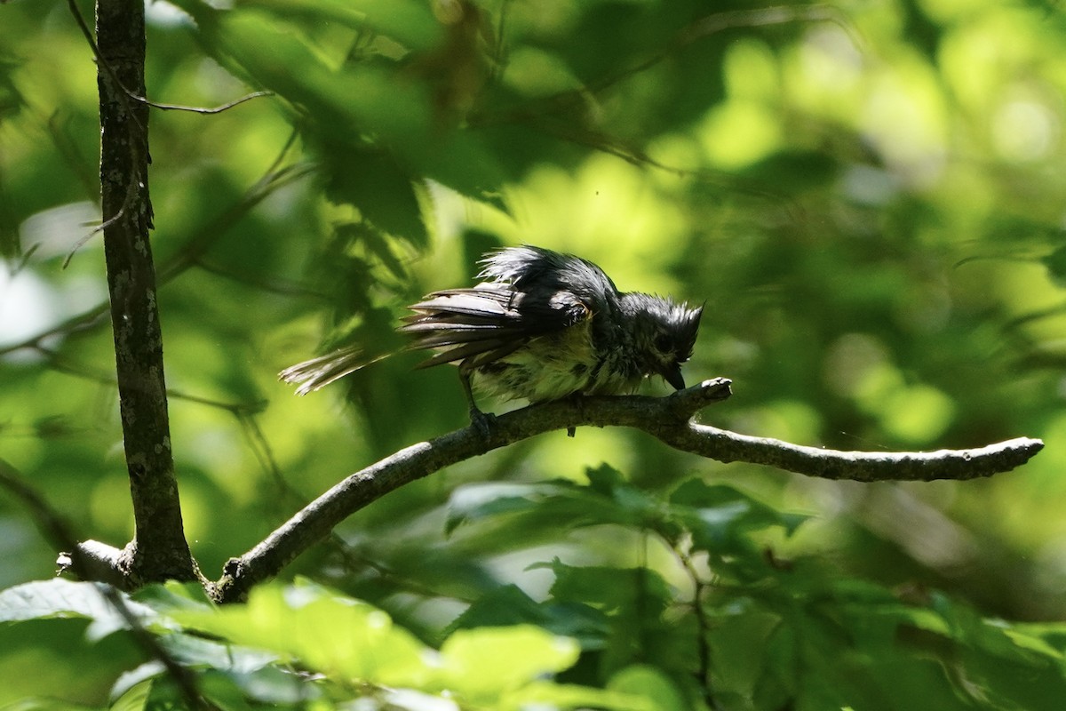 Tufted Titmouse - ML620485678