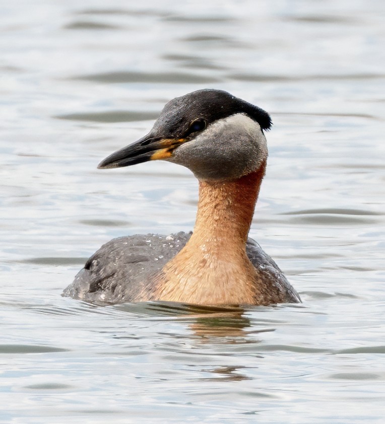Red-necked Grebe - ML620485683