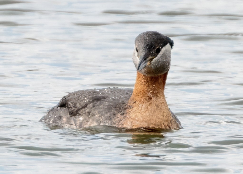Red-necked Grebe - ML620485684