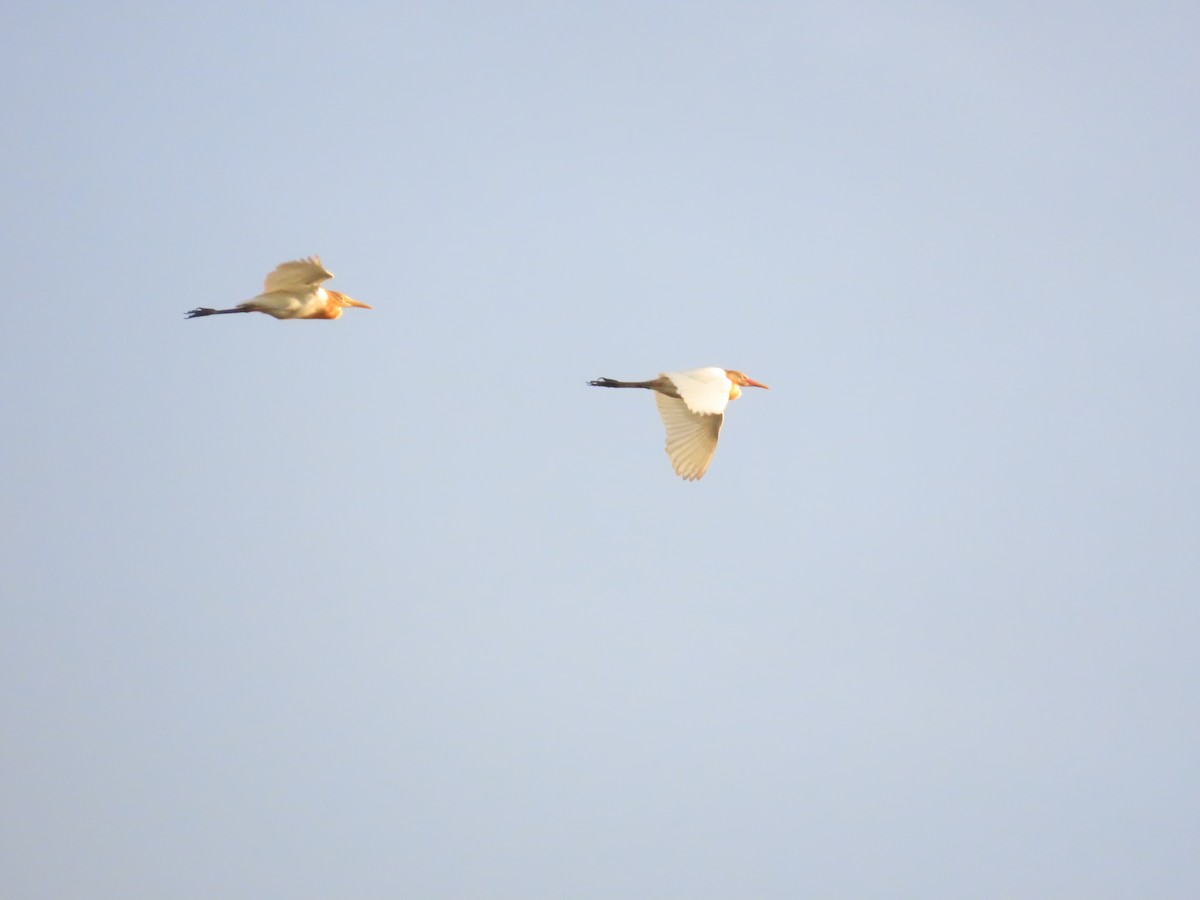 Eastern Cattle Egret - 韋勳 陳