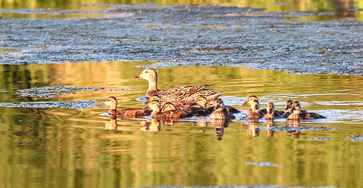 Canard colvert - ML620485693