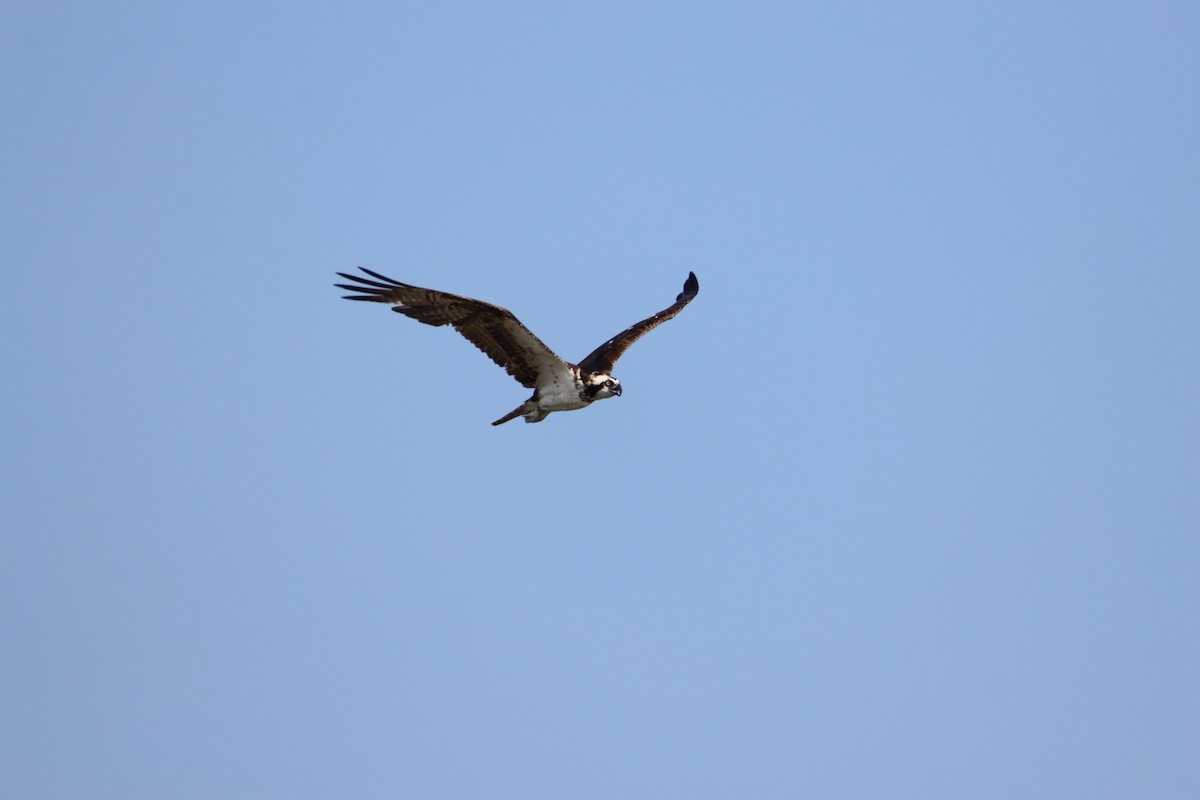 Osprey - ML620485697