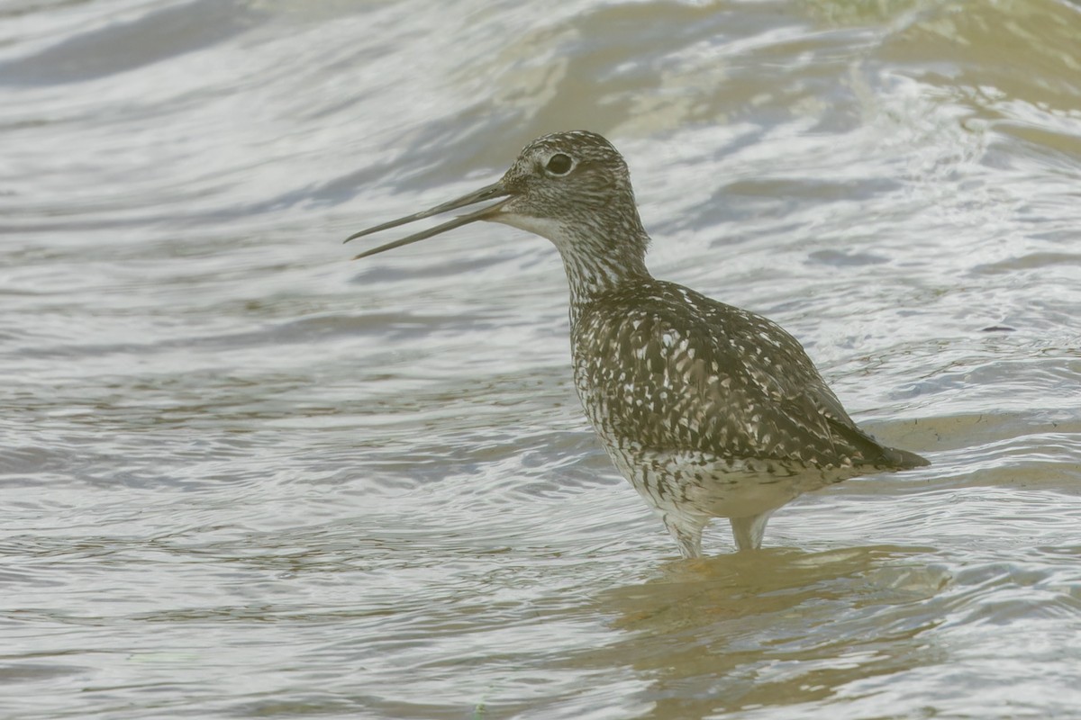 Greater Yellowlegs - ML620485700