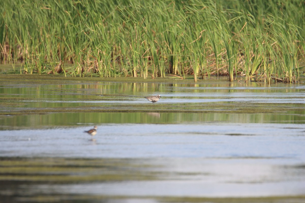 Black-bellied Plover - ML620485701