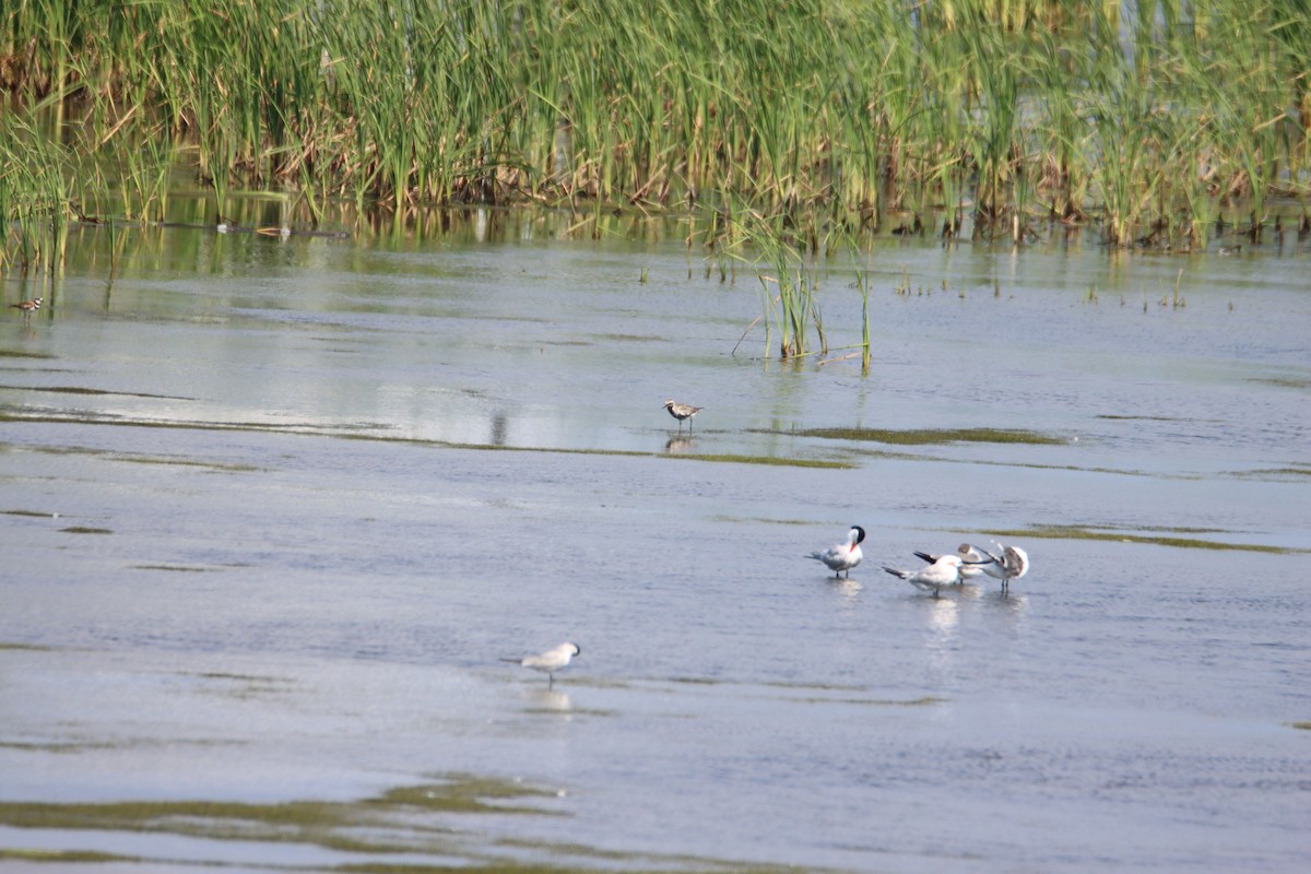 Black-bellied Plover - ML620485702