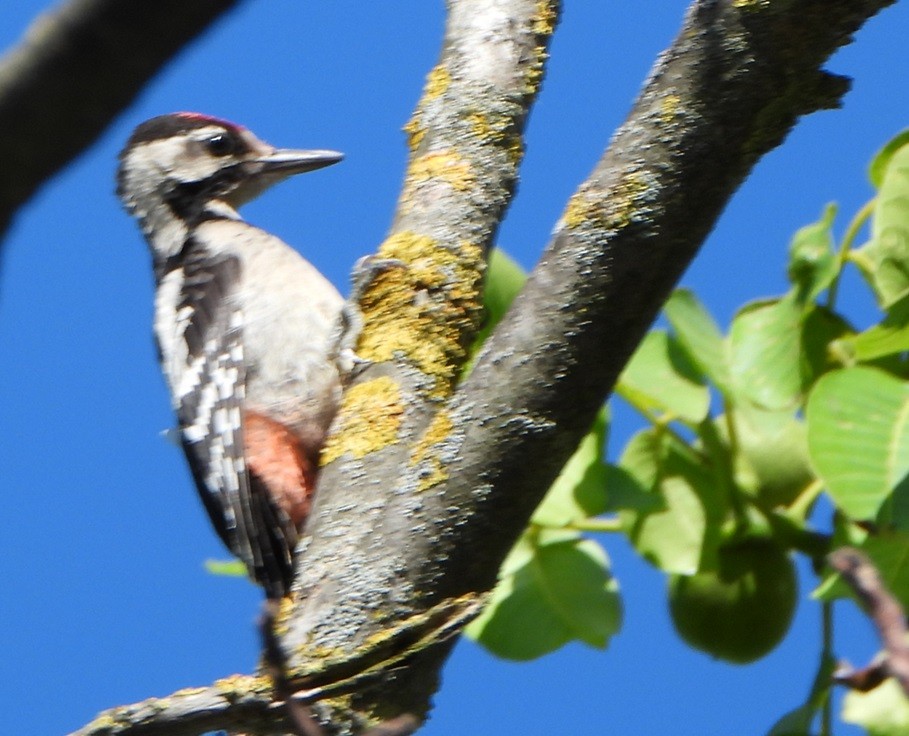 Syrian Woodpecker - ML620485703