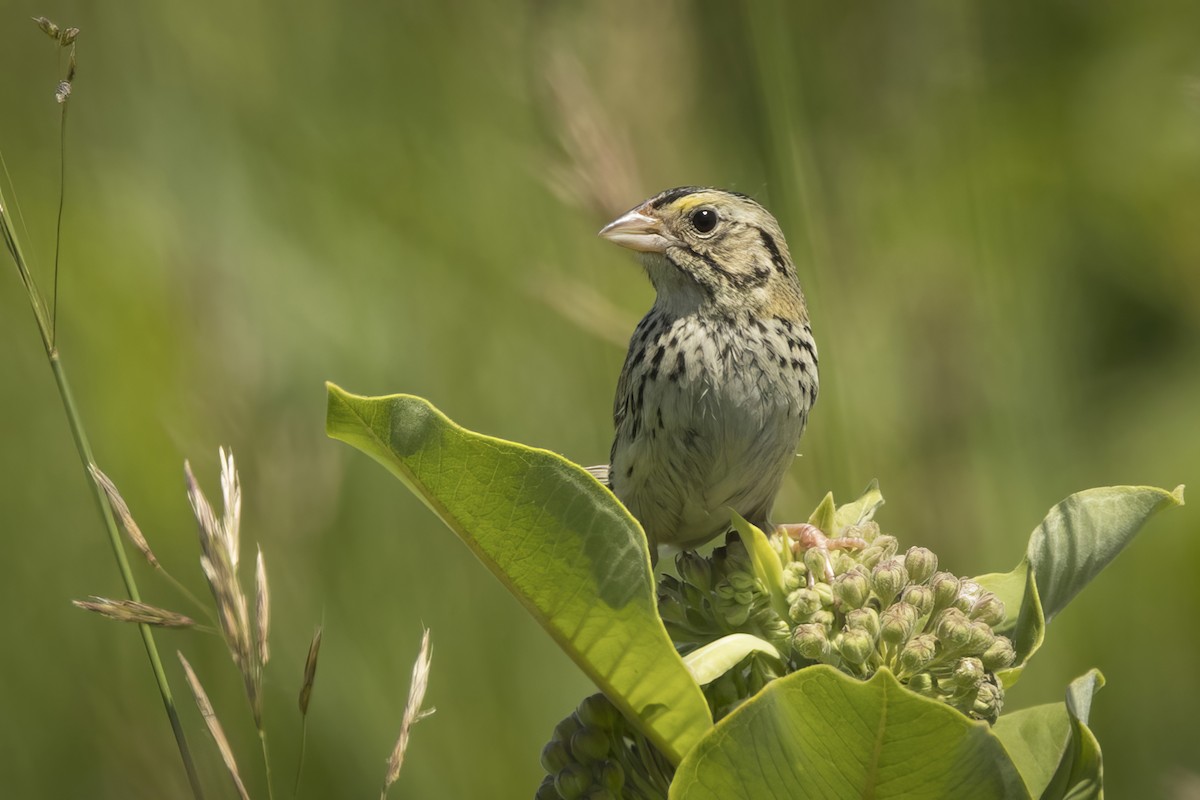 Henslow's Sparrow - ML620485704